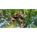 TREE LOPPING PERTH WA Tree Surgeons in Perth WA