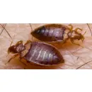 PEST CONTROL MOOROOKA Upholstery in Brisbane QLD