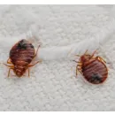 PEST CONTROL MOUNT LAWLEY Pest Control in Perth WA