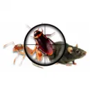 BEST PEST CONTROL GEELONG Pest Control in Geelong VIC